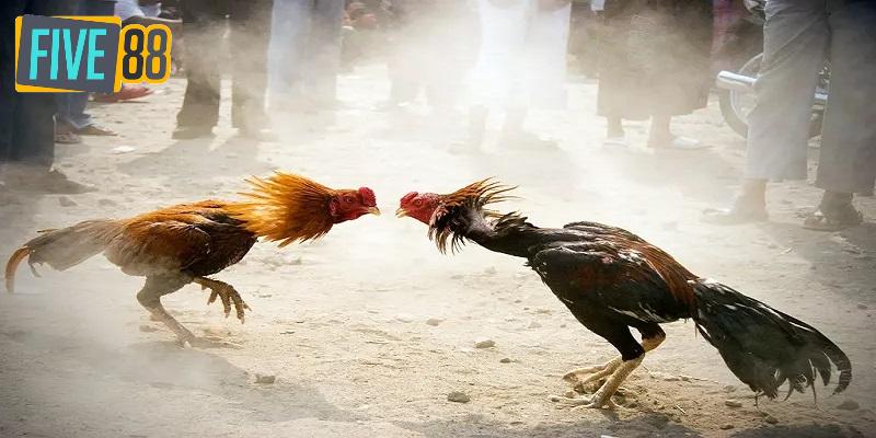 Kênh xem đá gà trực tiếp