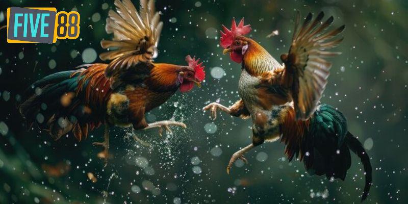 Một vài hình thức thi đấu chọi gà phổ biến nhất tại nền tảng
