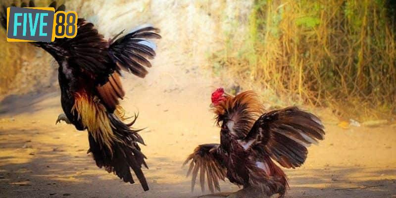 Những thông tin cơ bản cần biết về kênh xem đá gà trực tiếp