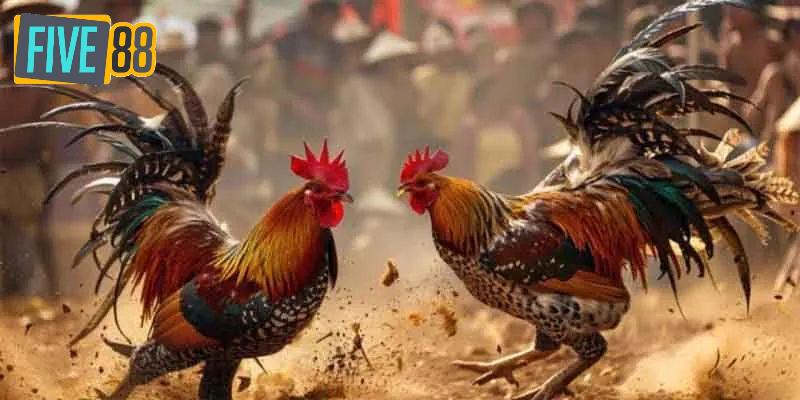 Giới thiệu các hình thức thi đấu phổ biến tại trường gà CPC1