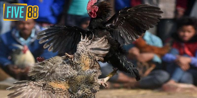 Giới thiệu đôi điều cần nắm được về trường gà Thomo CPC1