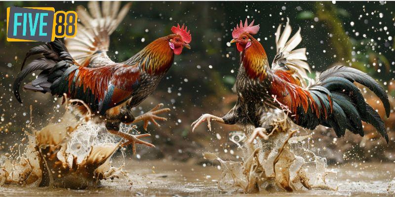 Quy trình tổ chức vô cùng chuyên nghiệp tại trường gà CPC1